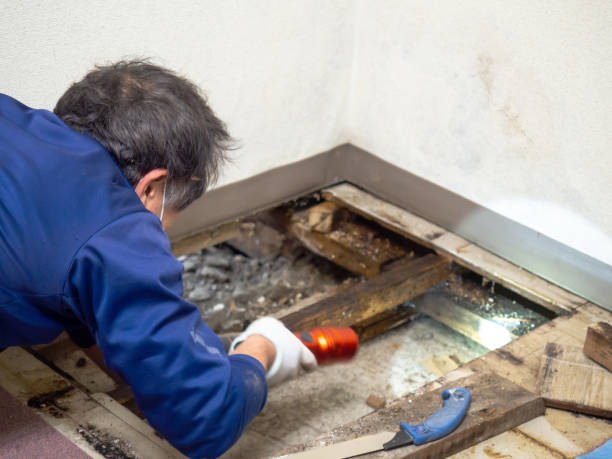 Best Same-Day Mold Removal  in West Fork, AR