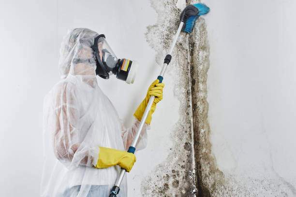 Best Commercial Mold Removal  in West Fork, AR