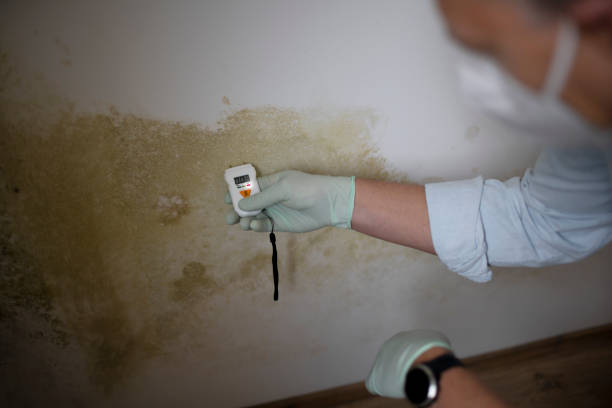 Best Office Mold Removal Services  in West Fork, AR