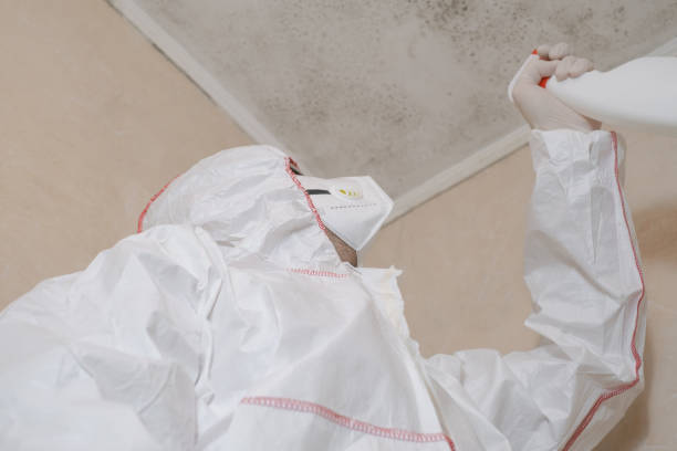 Best Local Mold Removal Service  in West Fork, AR