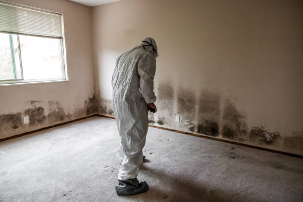 Best Attic Mold Removal  in West Fork, AR